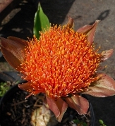 Paintbrush Lily, Royal Lily, Blood Lily, Snake Lily, Scadoxus puniceus